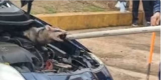 Bomberos rescatan a un mykure atrapado en el motor de un auto
