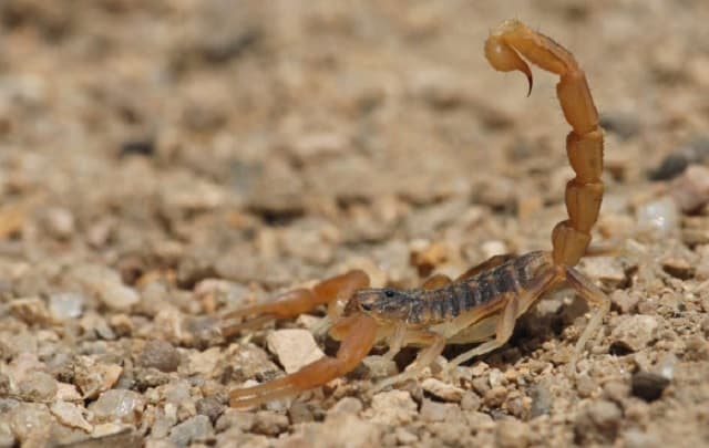 Más de 450 casos de picaduras de alacrán en 2024