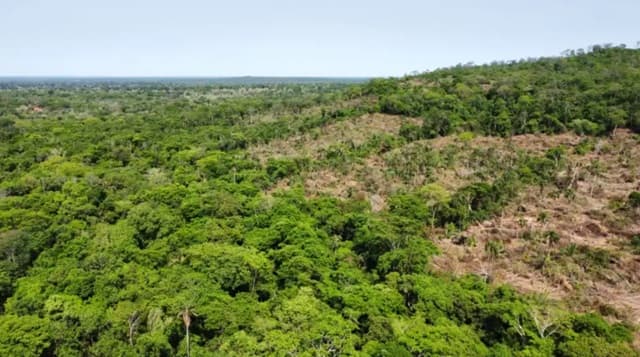 Denuncian tala ilegal para cultivo de marihuana en Amambay