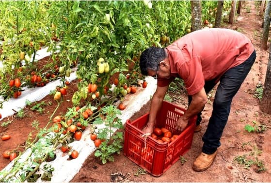 Productores de tomate en Guayaybí afectados por el contrabando