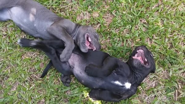 Primer condenado por matar perros es denunciado de nuevo