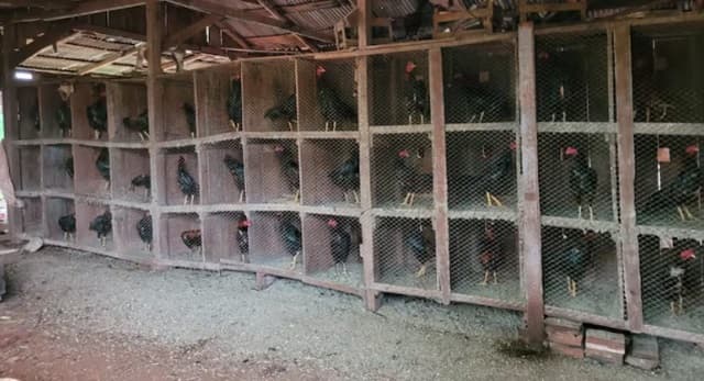 Imputan a docente por organizar riñas de gallos en su vivienda
