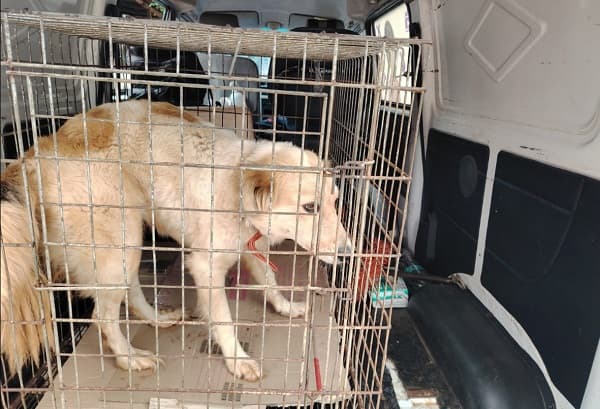 Rescatan a perrito maltratado por adulto mayor en San Lorenzo