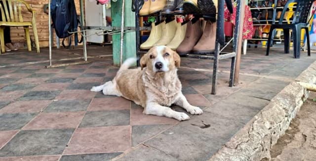Rubio, el guardián de la terminal de ómnibus de Concepción