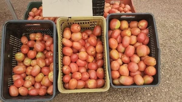 Paraguay exporta 120.000 kilos de tomate a Argentina en un hito histórico