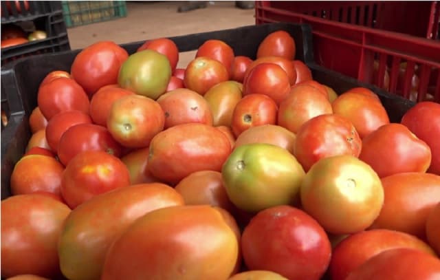 Agricultura supera a la ganadería como sector más rentable