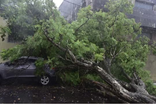 Fuertes vientos derriban árboles y un auto se salva de milagro