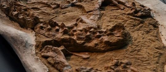 Hallan fósil de cocodrilo marino de 12 millones de años