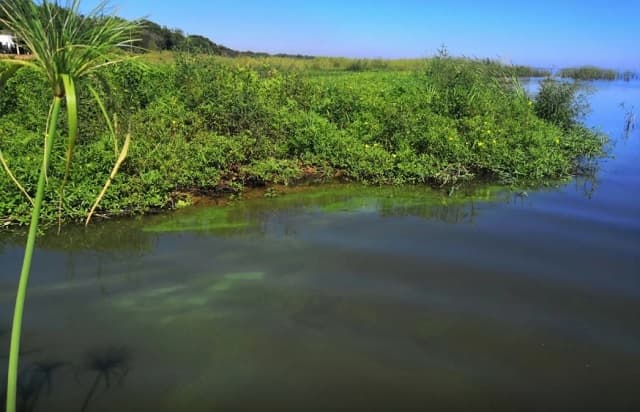 Estudio de la UNA destaca impacto de cianobacterias en el lago Ypacaraí