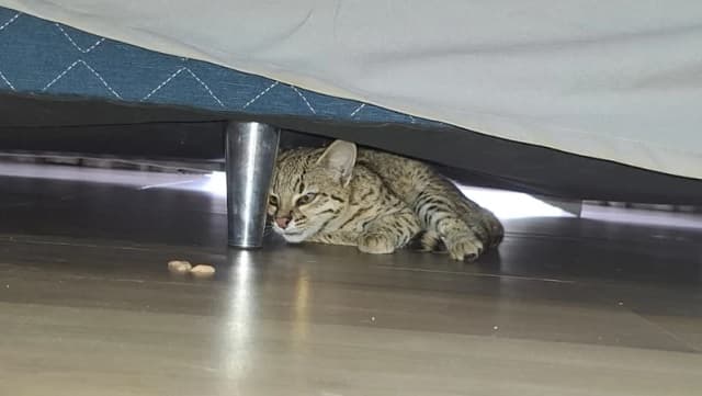 Familia encuentra un tirika escondido bajo la cama en CDE