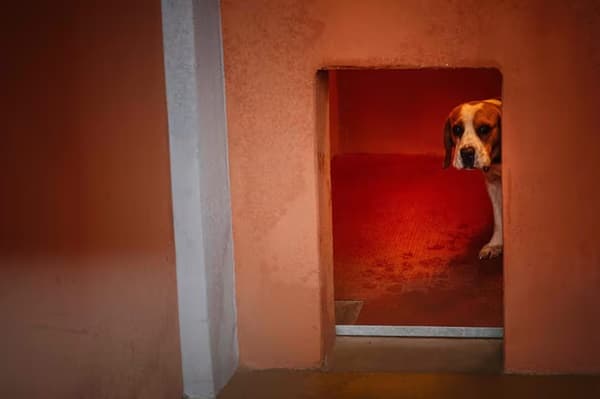 Nueva ley establece hasta 6 años de cárcel por maltrato animal