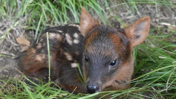 Nace un pudú en Argentina, el ciervo más pequeño del mundo