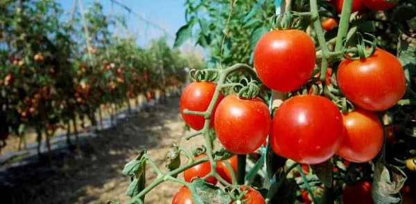 MAG impulsa producción de tomate resistente al calor