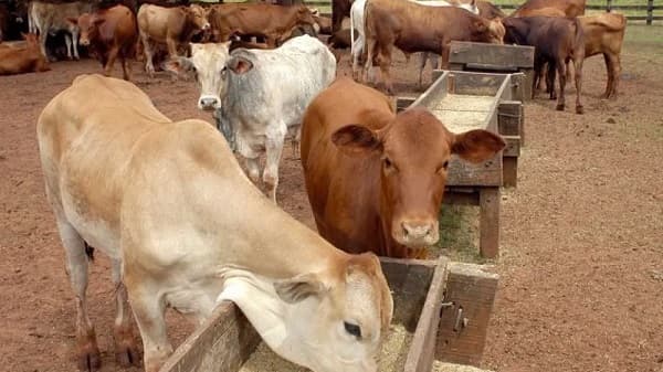 Filipinas evalúa importar carne paraguaya