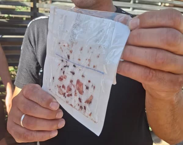 Fiscalía ordena captura de agresor en caso Kingfish