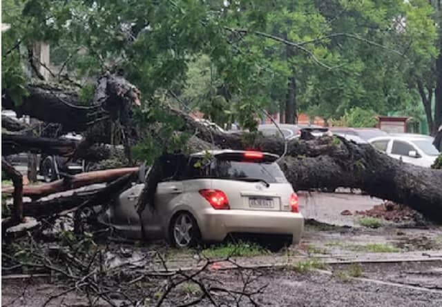 Tormenta causa destrozos: árboles caídos y autos dañados