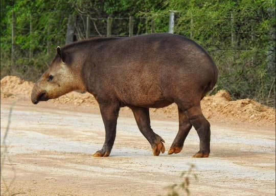 Fauna silvestre es observada durante obras del Corredor Bioceánico
