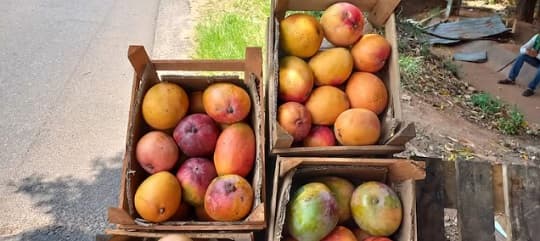 El mango nacional se perfila como nuevo producto de exportación
