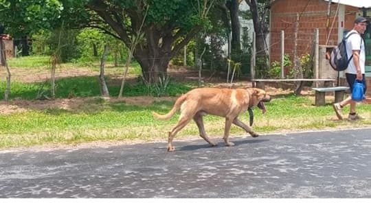 Perrito camina 70 km hasta Caacupé buscando a su dueño