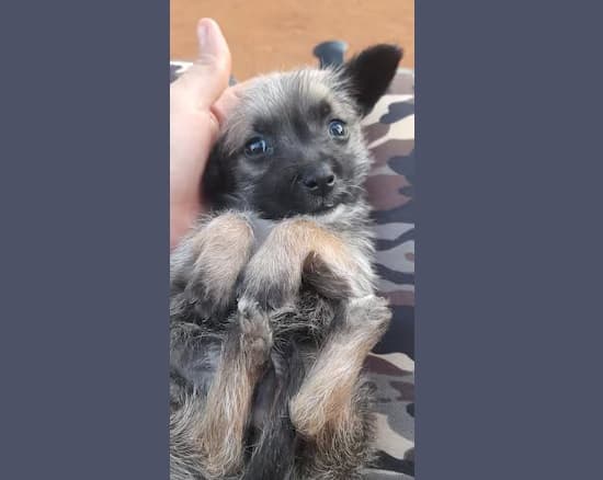 Denuncian a hombre por matar a un perro con un arma en Capiatá