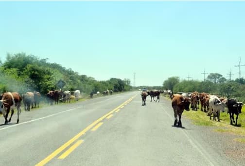 Muni de Piribebuy anunció decomiso y posible sacrificio de animales sueltos en rutas