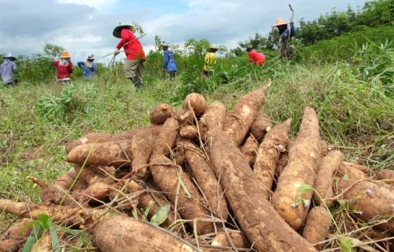 Chaparrones aislados no alivian la crisis agrícola en el país, asegura experto