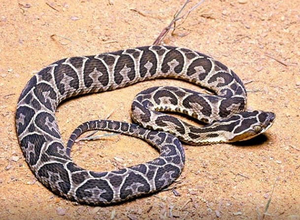 Ofidismo: ¿Qué hacer ante una mordedura de serpiente?