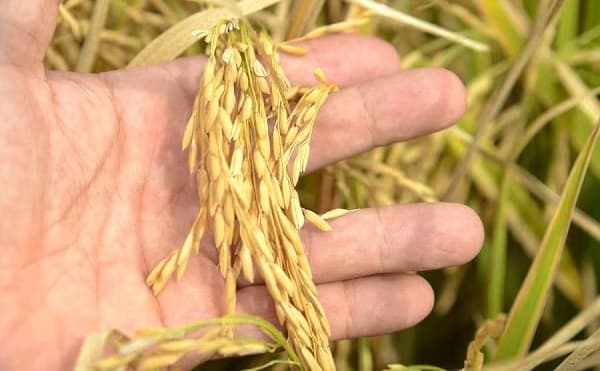 Cosecha de arroz inicia con récord de rendimiento en Paraguay