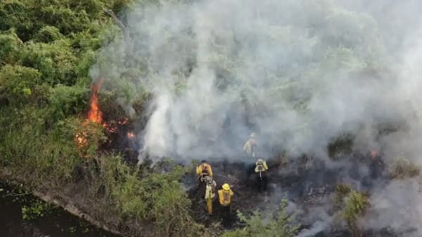 Incendios forestales devastan 11.000 hectáreas