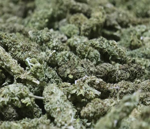 Paraguay exporta por primera vez flores de cannabis industrial a Suiza