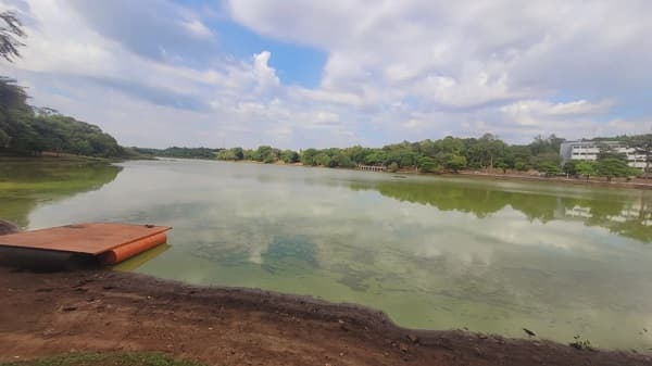 Sequía y calor provocan proliferación de algas en lago de CDE