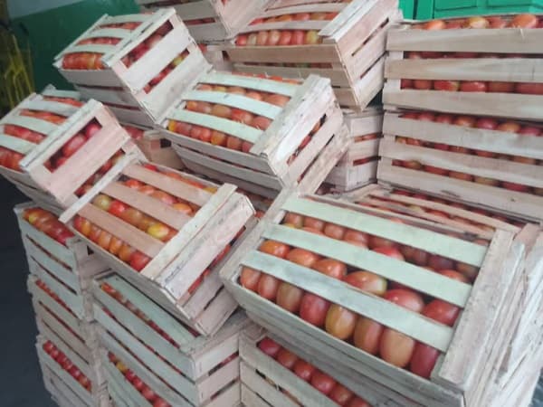 MAG regulará importación de tomate para estabilizar precios