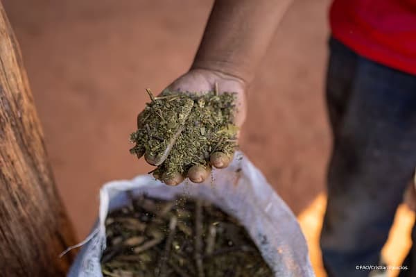 Paraguay’s Ava Guarani Community Safeguards Yerba Mate Amid Climate Threats