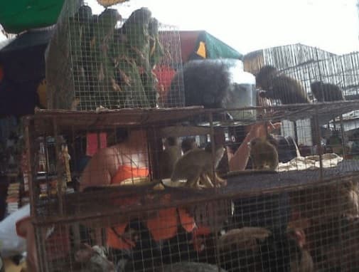 Proponen endurecer multas por venta ilegal de animales en Asunción