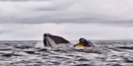 Ballena jorobada “traga” a kayakista en costas chilenas