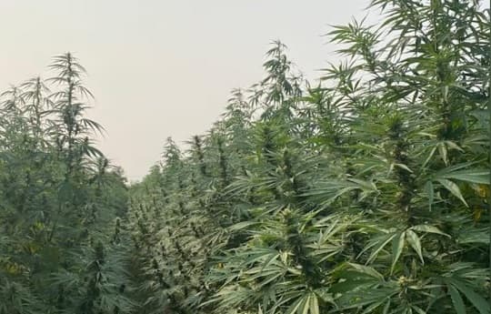 Legalizar el cannabis recreativo podría generar USD 5.000 millones en impuestos