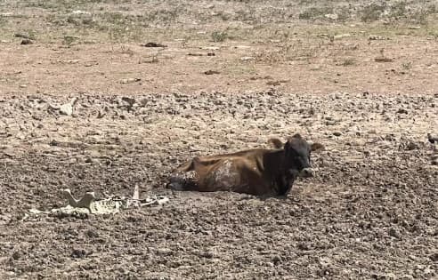 Crisis ganadera: 40.000 cabezas de ganado evacuadas por sequía en el Chaco