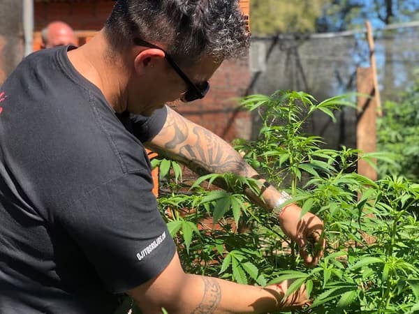 Debaten transición regulada hacia la legalización del cannabis