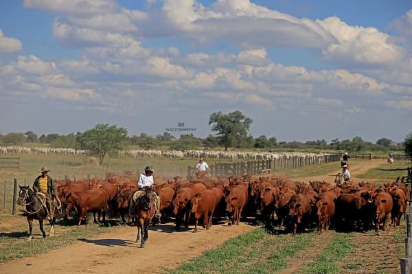 Lluvias traen alivio parcial a productores del Chaco
