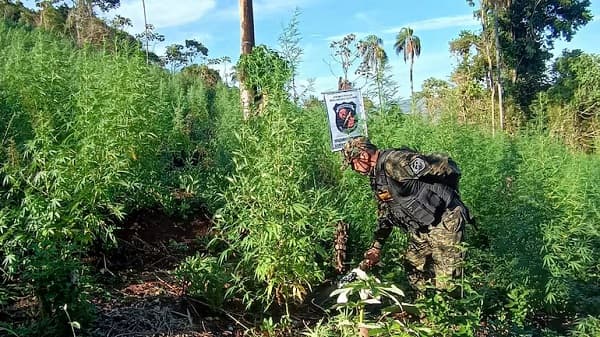 Allanan y destruyen plantaciones de marihuana en Tavaí