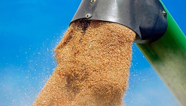 Exportaciones de trigo paraguayo crecen 76% en inicio de 2025