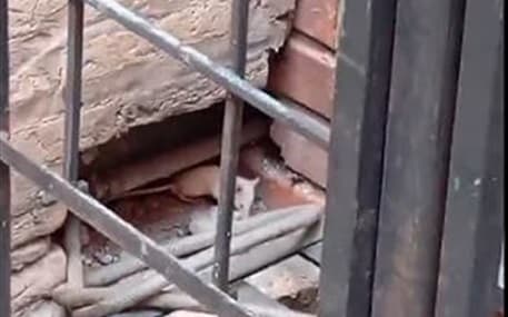 Denuncian presencia de ratas en el Hospital Materno Infantil de Loma Pytã