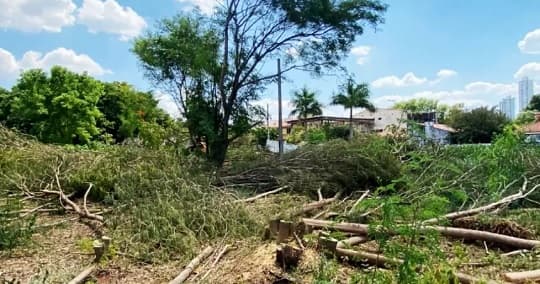 Vecinos rechazan tala de árboles nativos en Asunción