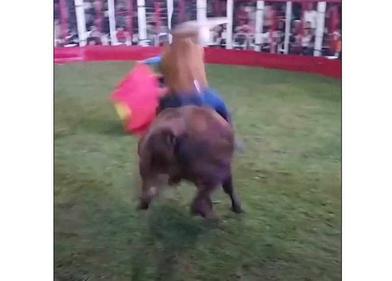 Defensa Animal investigará torín en Sapucái que dejó heridos