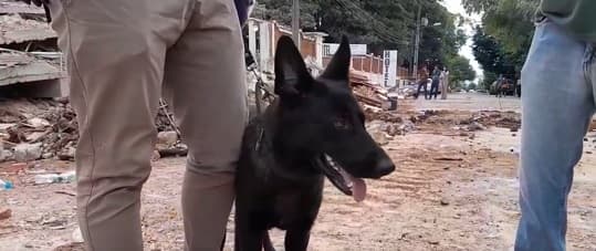 Maya, la perra sin entrenamiento que ayudó a encontrar a las víctimas del derrumbe en Encarnación