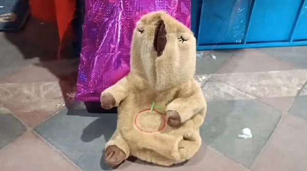 Senad incauta capibara de peluche con drogas sintéticas en Terminal de Concepción