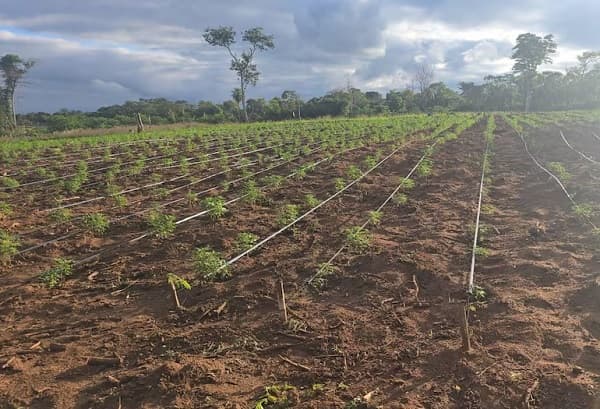 Desmantelan megainvernadero de cannabis modificado