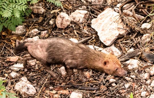 Histórico hallazgo de jagua yvyguy en Serranía San Luis