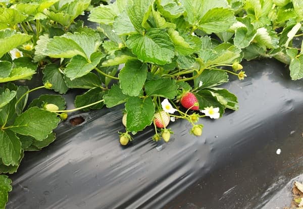 Productores de frutilla esperan buena cosecha 2025