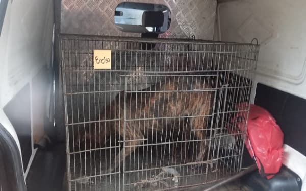 Ataque de perros deja un muerto: dueño detenido